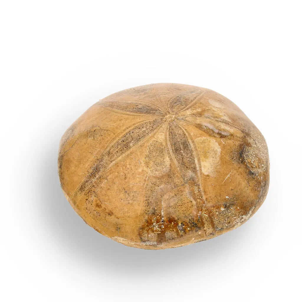 Buy your Madagascar Sand Dollar Fossil Beauty online now or in store at Forever Gems in Franschhoek, South Africa