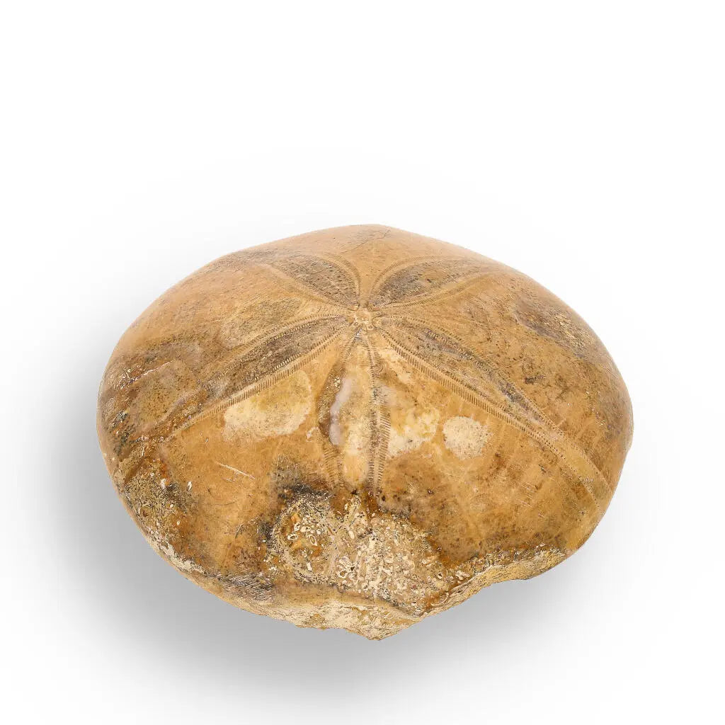 Buy your Madagascar Sand Dollar Fossil Beauty online now or in store at Forever Gems in Franschhoek, South Africa