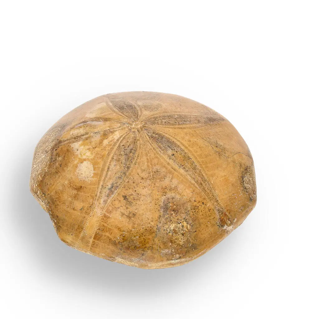 Buy your Madagascar Sand Dollar Fossil Beauty online now or in store at Forever Gems in Franschhoek, South Africa