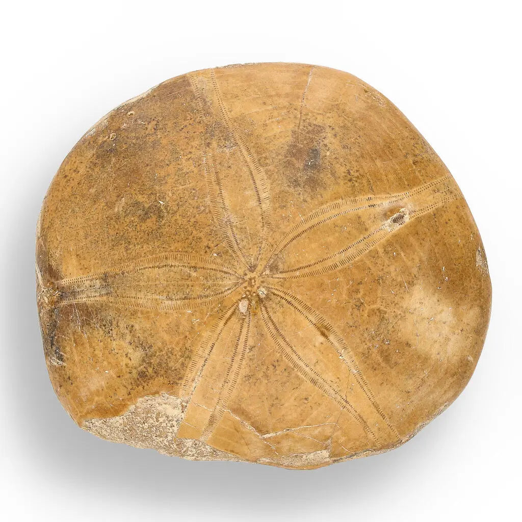 Buy your Fossilized Sand Dollar Keepsake Treasure online now or in store at Forever Gems in Franschhoek, South Africa