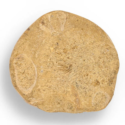 Buy your Fossilized Sand Dollar Keepsake Treasure online now or in store at Forever Gems in Franschhoek, South Africa