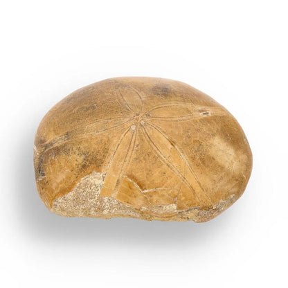 Buy your Fossilized Sand Dollar Keepsake Treasure online now or in store at Forever Gems in Franschhoek, South Africa