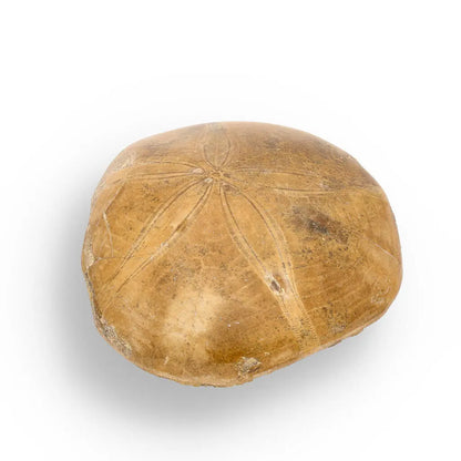 Buy your Fossilized Sand Dollar Keepsake Treasure online now or in store at Forever Gems in Franschhoek, South Africa