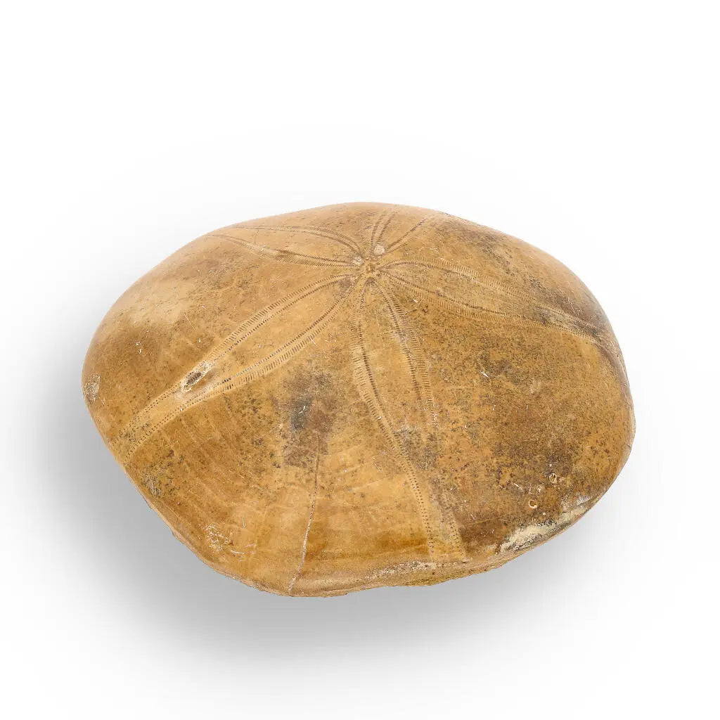 Buy your Fossilized Sand Dollar Keepsake Treasure online now or in store at Forever Gems in Franschhoek, South Africa