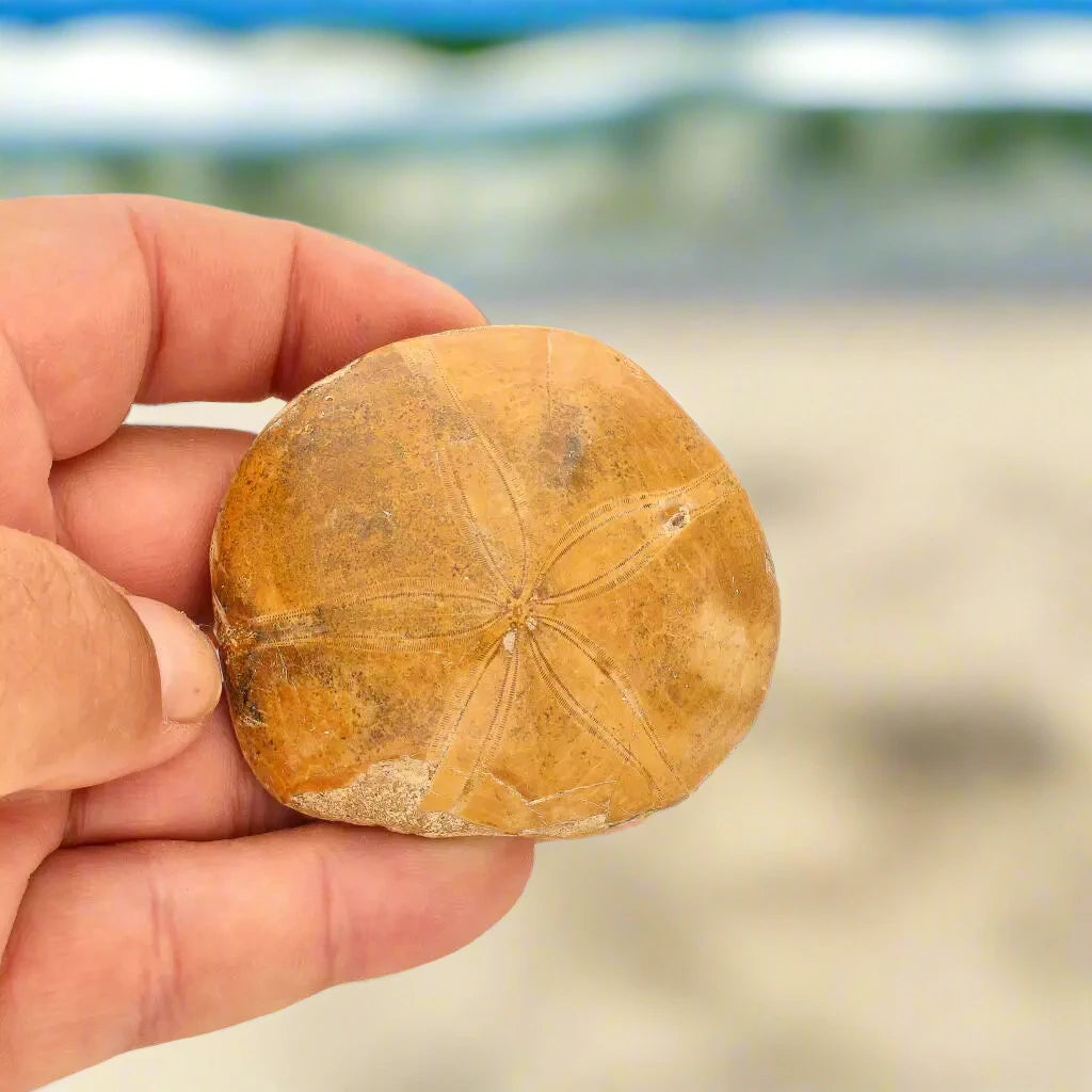 Buy your Fossilized Sand Dollar Keepsake Treasure online now or in store at Forever Gems in Franschhoek, South Africa