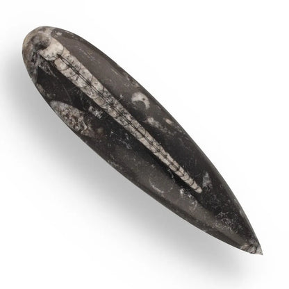 Prehistoric Orthoceras Cephalopod Hunter Fossil