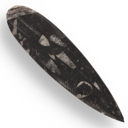 Prehistoric Orthoceras Cephalopod Hunter Fossil