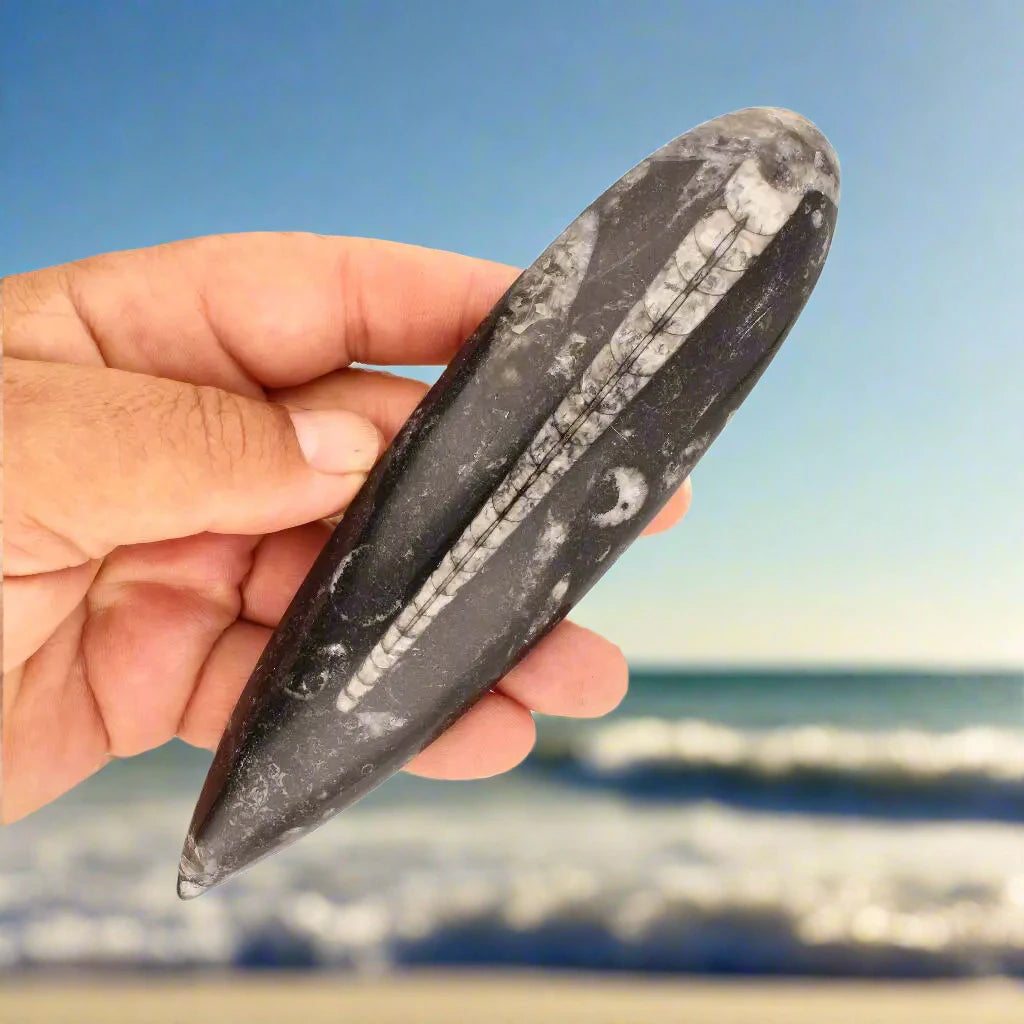 Prehistoric Orthoceras Cephalopod Hunter Fossil