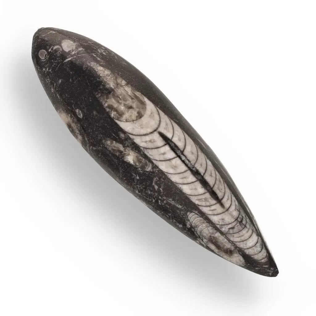 Moroccan Orthoceras Fossilized Sea Relic