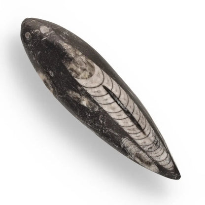 Moroccan Orthoceras Fossilized Sea Relic