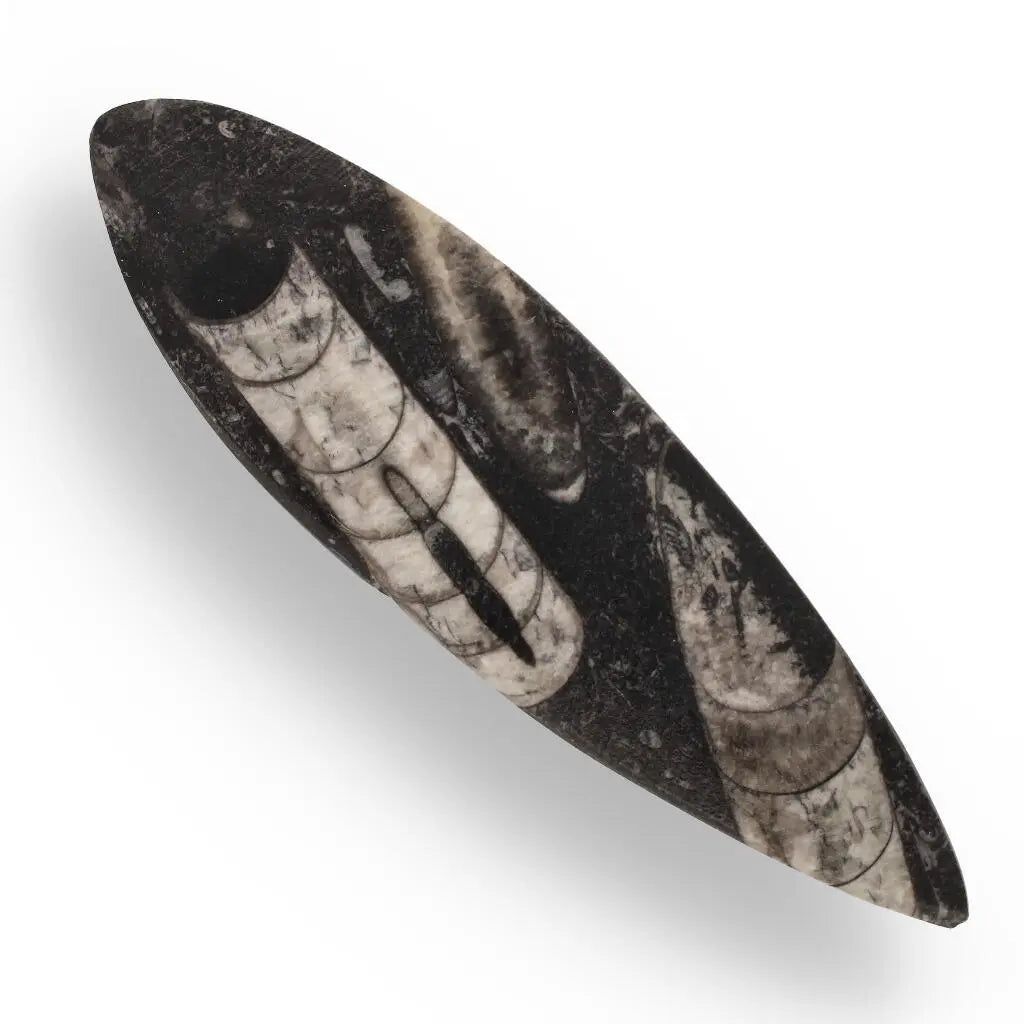 Moroccan Orthoceras Fossilized Sea Relic