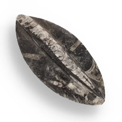 500-Million-Year-Old Orthoceras Treasure