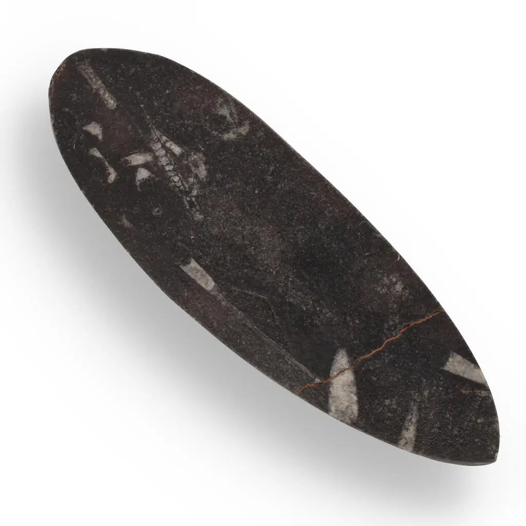 Orthoceras Fossil: Jet-Propelled Marine Predator