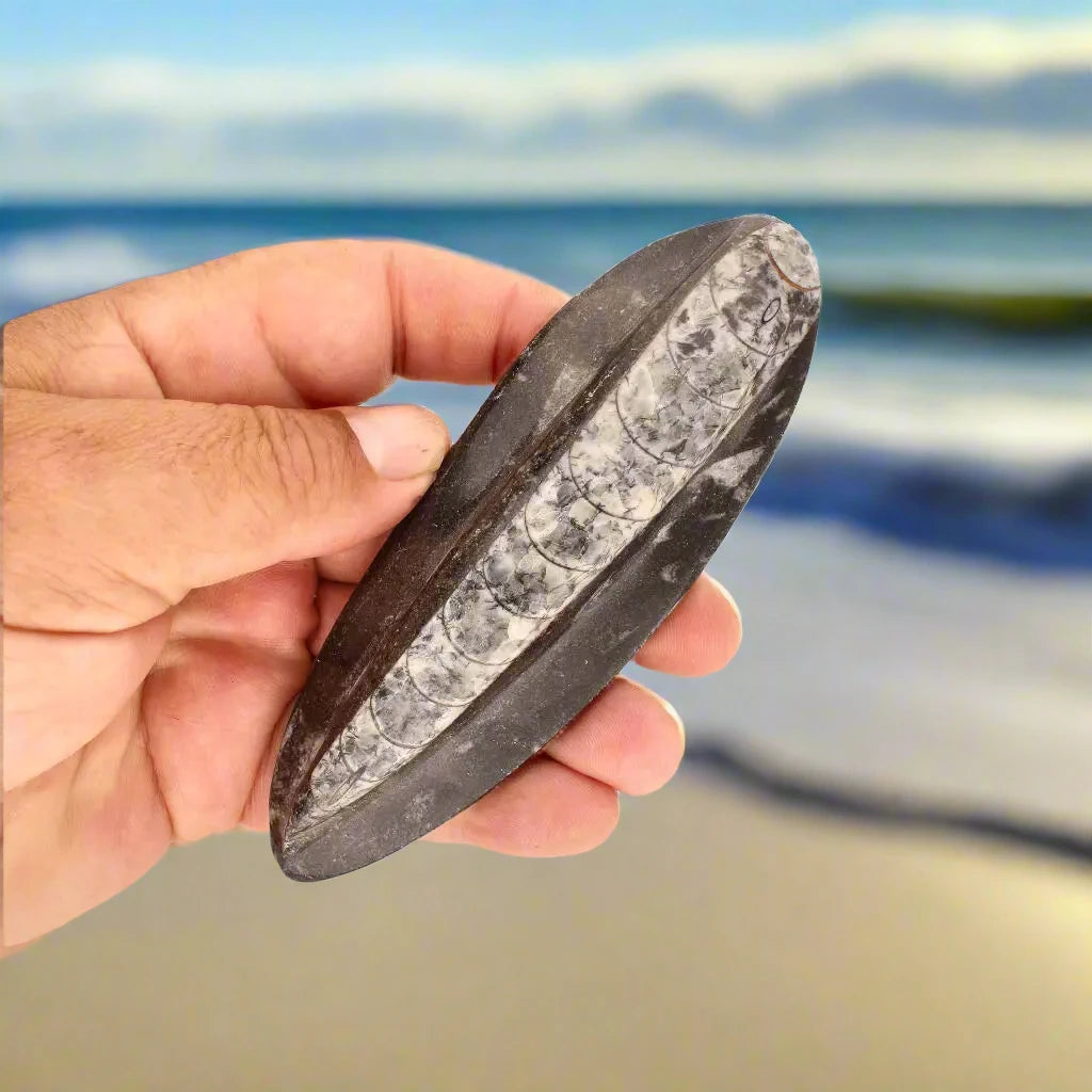 Orthoceras Fossil: Jet-Propelled Marine Predator