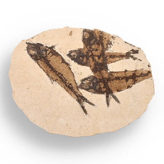 Authentic Fish Fossil – A Stunning 50-Million-Year-Old Time Capsule!