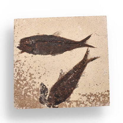 Authentic Fish Fossil from Fossil Lake – Nature’s Perfectly Preserved Artwork!