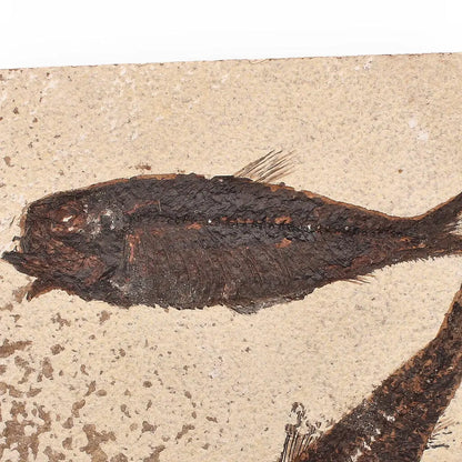 Authentic Fish Fossil from Fossil Lake – Nature’s Perfectly Preserved Artwork!