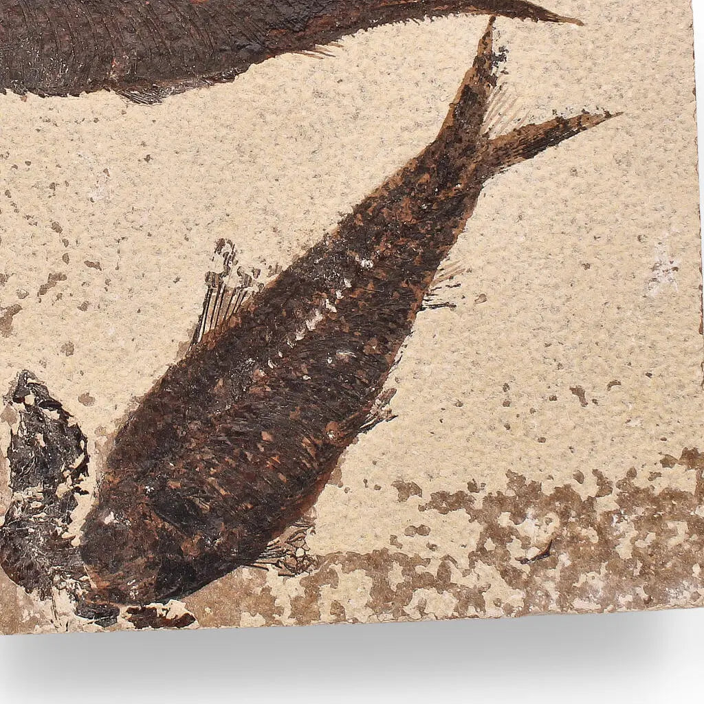 Authentic Fish Fossil from Fossil Lake – Nature’s Perfectly Preserved Artwork!