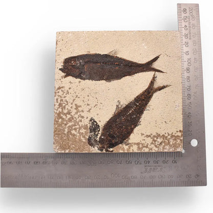 Authentic Fish Fossil from Fossil Lake – Nature’s Perfectly Preserved Artwork!