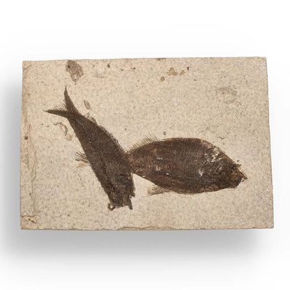 Authentic Fish Fossil – Own a Real Piece of Prehistoric History!