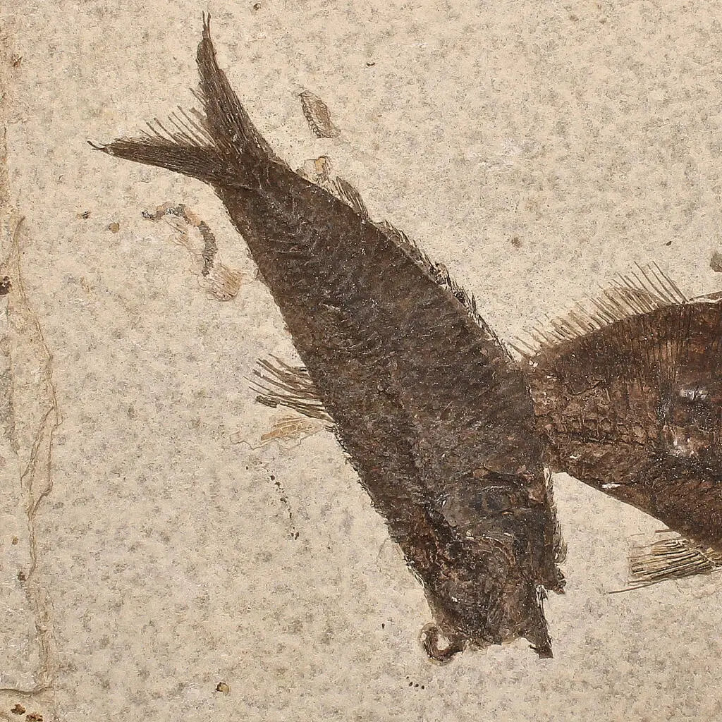 Authentic Fish Fossil – Own a Real Piece of Prehistoric History!