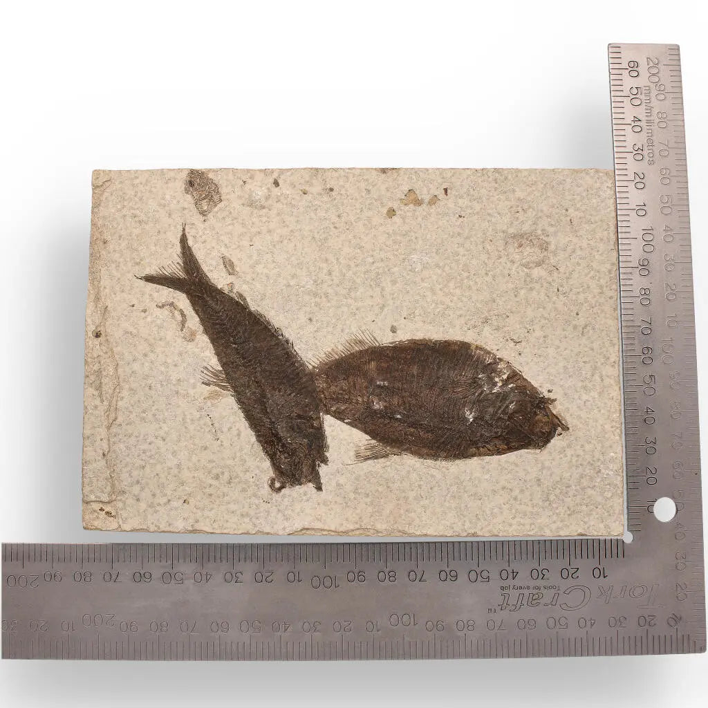 Authentic Fish Fossil – Own a Real Piece of Prehistoric History!