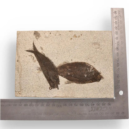 Authentic Fish Fossil – Own a Real Piece of Prehistoric History!