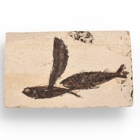 Authentic Fish Fossil – Exquisite Detail from Earth’s Ancient Waters!