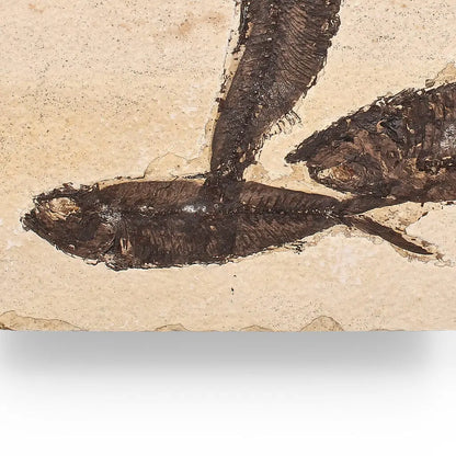 Authentic Fish Fossil – Exquisite Detail from Earth’s Ancient Waters!