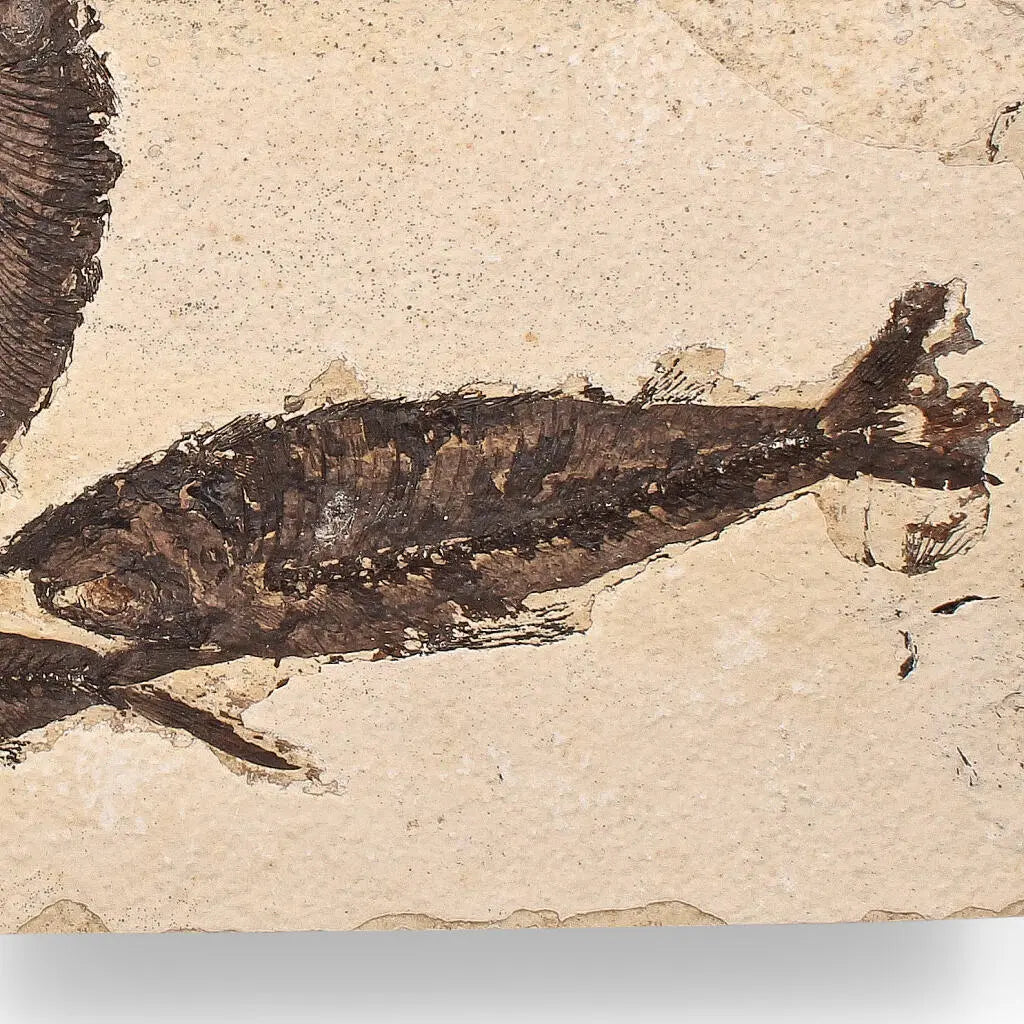 Authentic Fish Fossil – Exquisite Detail from Earth’s Ancient Waters!