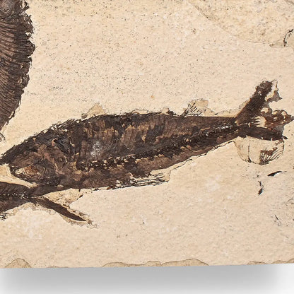 Authentic Fish Fossil – Exquisite Detail from Earth’s Ancient Waters!