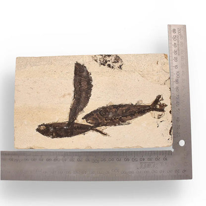 Authentic Fish Fossil – Exquisite Detail from Earth’s Ancient Waters!