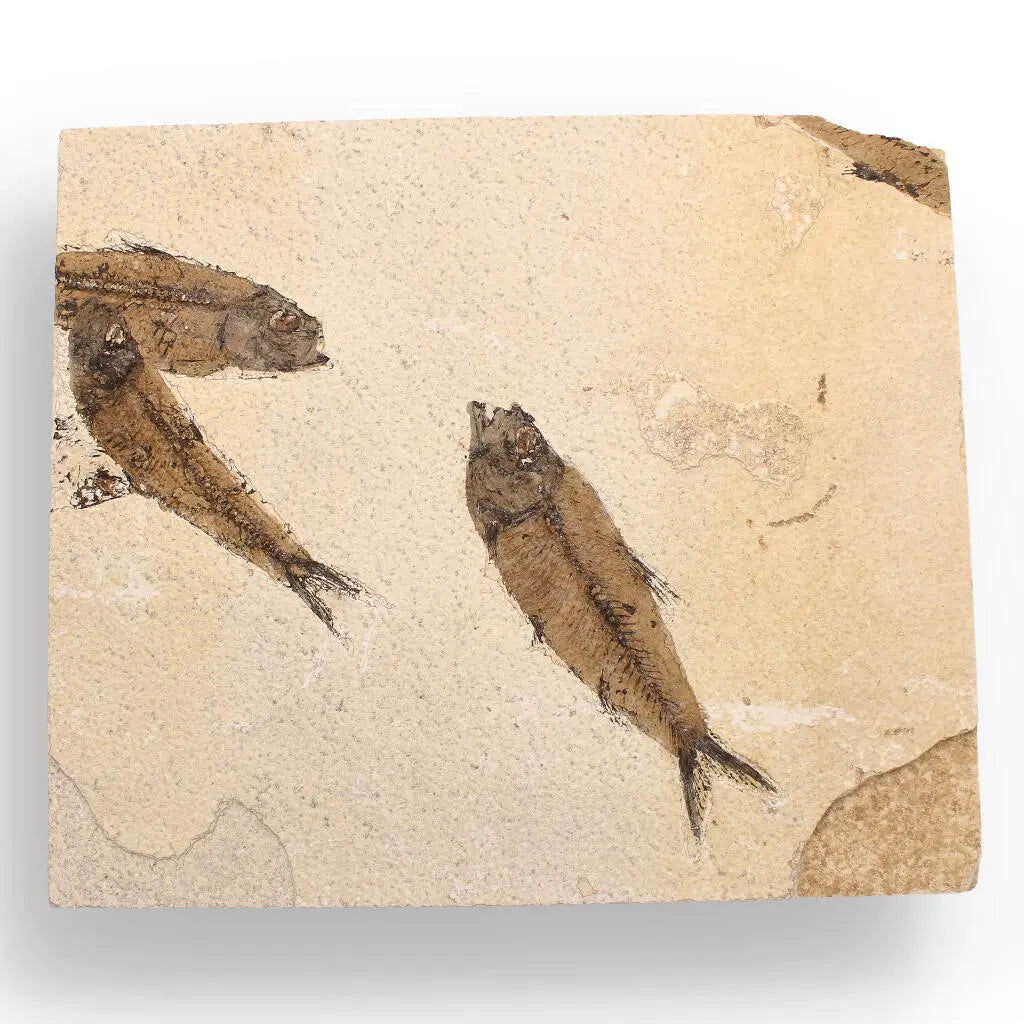 Authentic Fish Fossil – A Mesmerizing Glimpse into the Eocene Era!