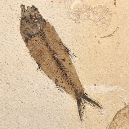 Authentic Fish Fossil – A Mesmerizing Glimpse into the Eocene Era!