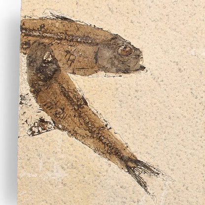 Authentic Fish Fossil – A Mesmerizing Glimpse into the Eocene Era!