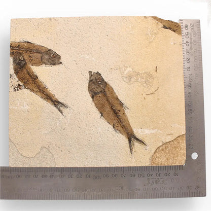 Authentic Fish Fossil – A Mesmerizing Glimpse into the Eocene Era!