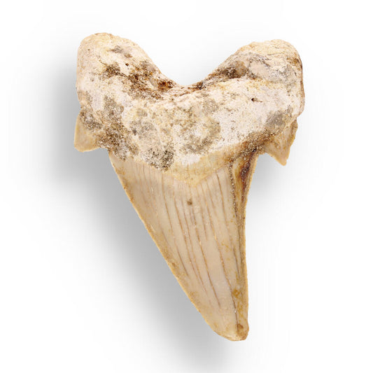 Buy your Otodus Obliquus: Fossil Frenzy from Morocco online now or in store at Forever Gems in Franschhoek, South Africa