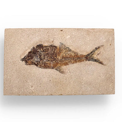 Authentic Fish Fossil – A Fascinating Relic from Wyoming’s Fossil Lake!