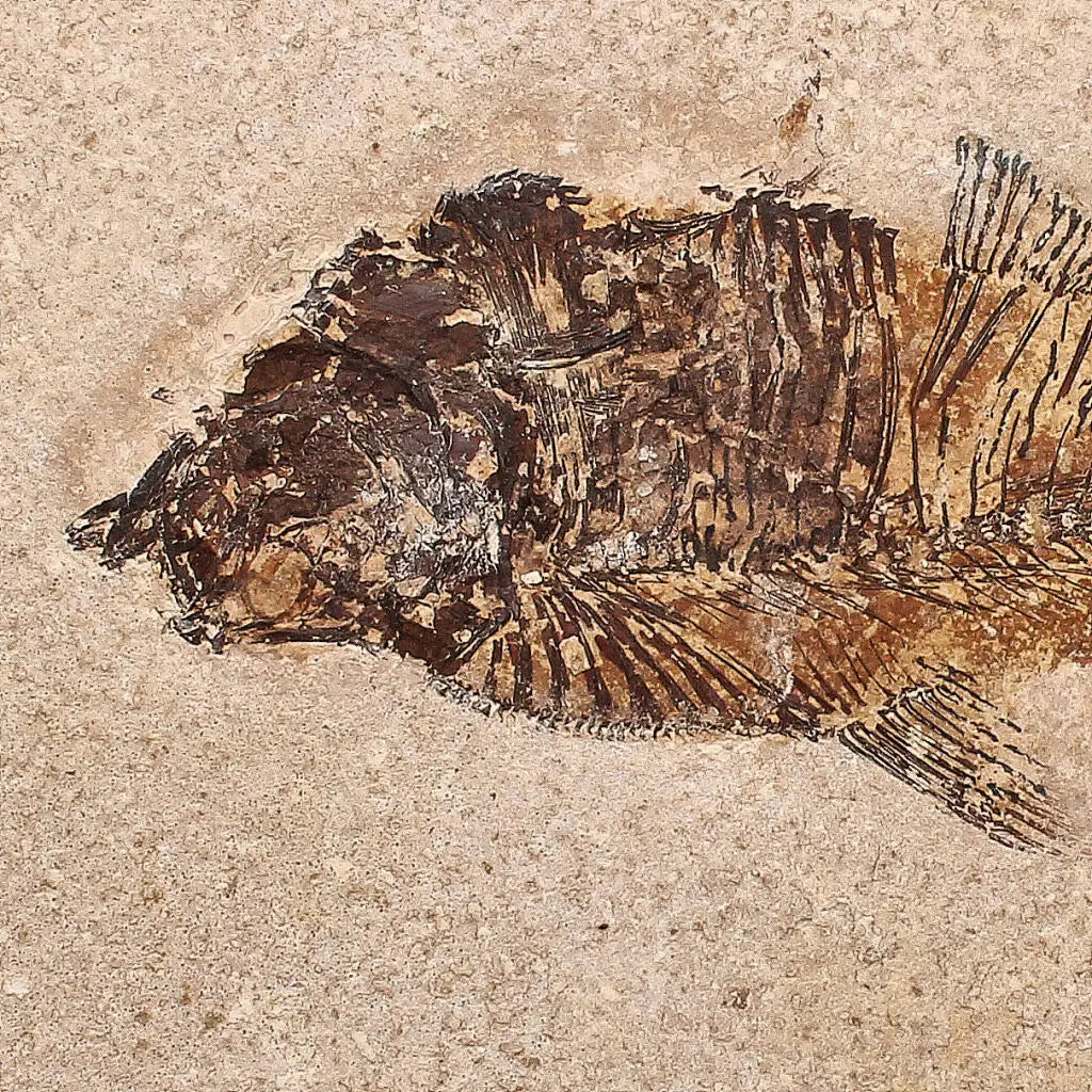 Authentic Fish Fossil – A Fascinating Relic from Wyoming’s Fossil Lake!