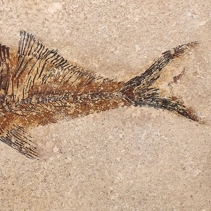 Authentic Fish Fossil – A Fascinating Relic from Wyoming’s Fossil Lake!