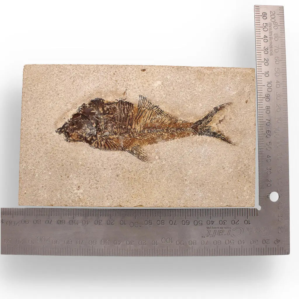 Authentic Fish Fossil – A Fascinating Relic from Wyoming’s Fossil Lake!