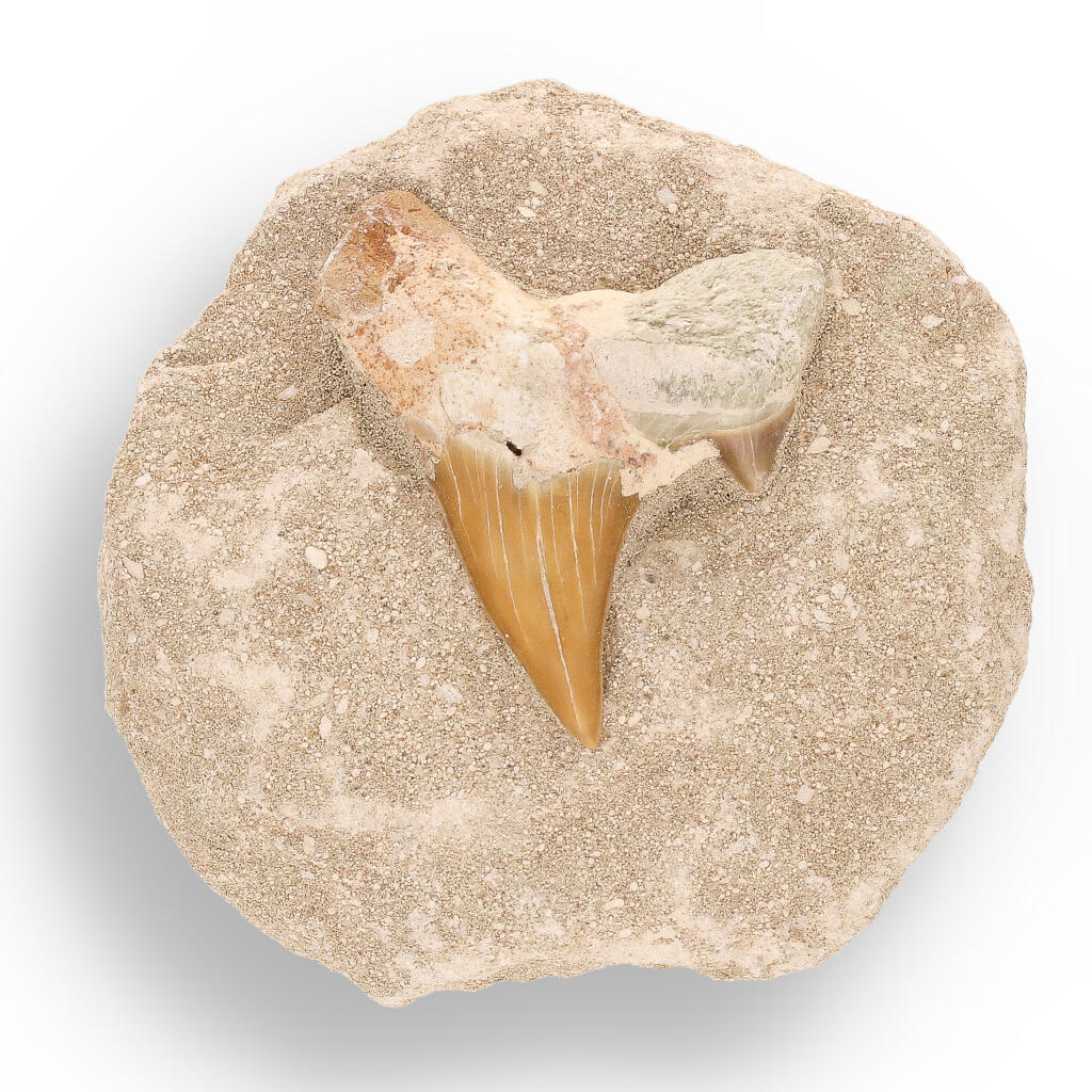 Buy your Otodus Obliquus: Fossil Frenzy on Matrix online now or in store at Forever Gems in Franschhoek, South Africa