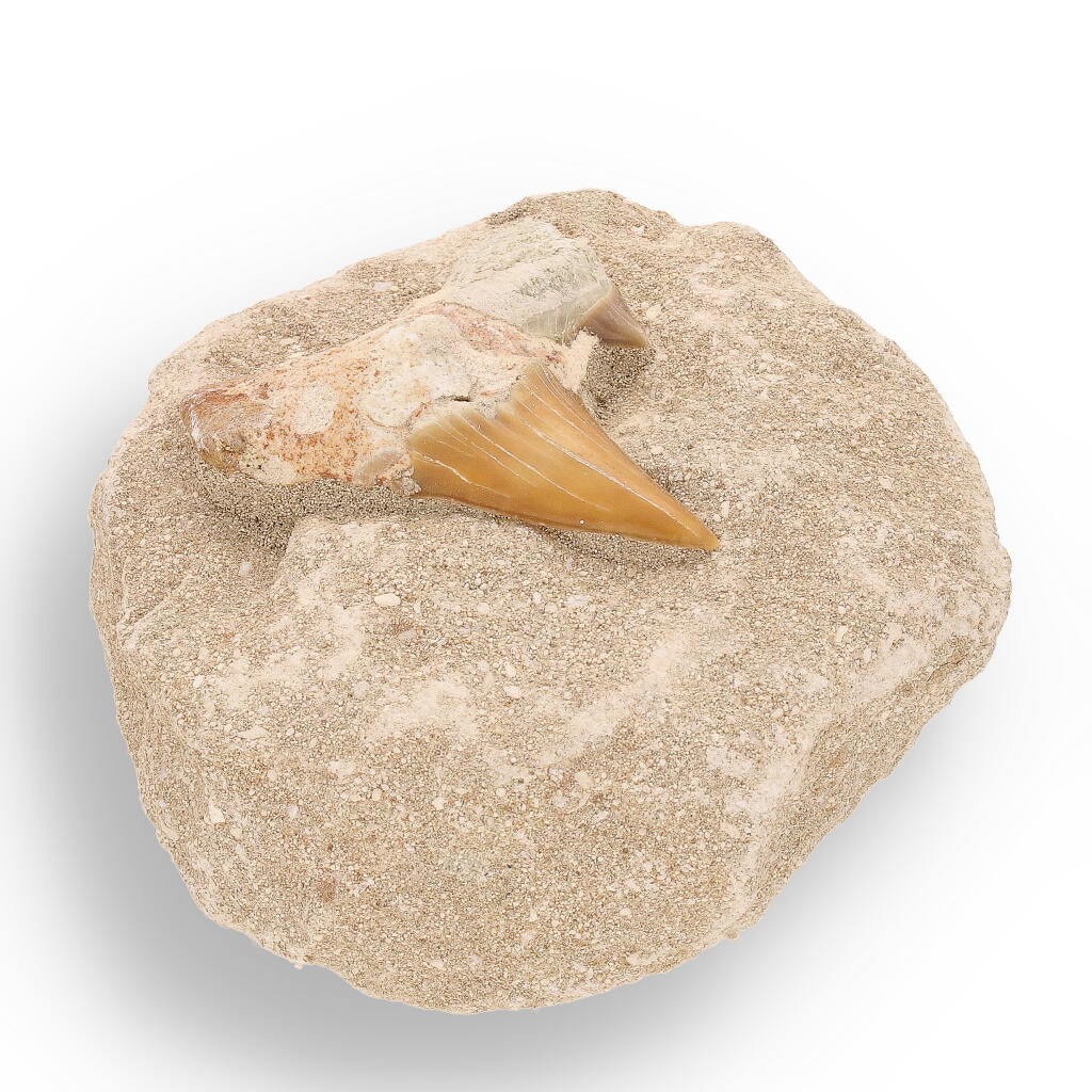 Buy your Otodus Obliquus: Fossil Frenzy on Matrix online now or in store at Forever Gems in Franschhoek, South Africa