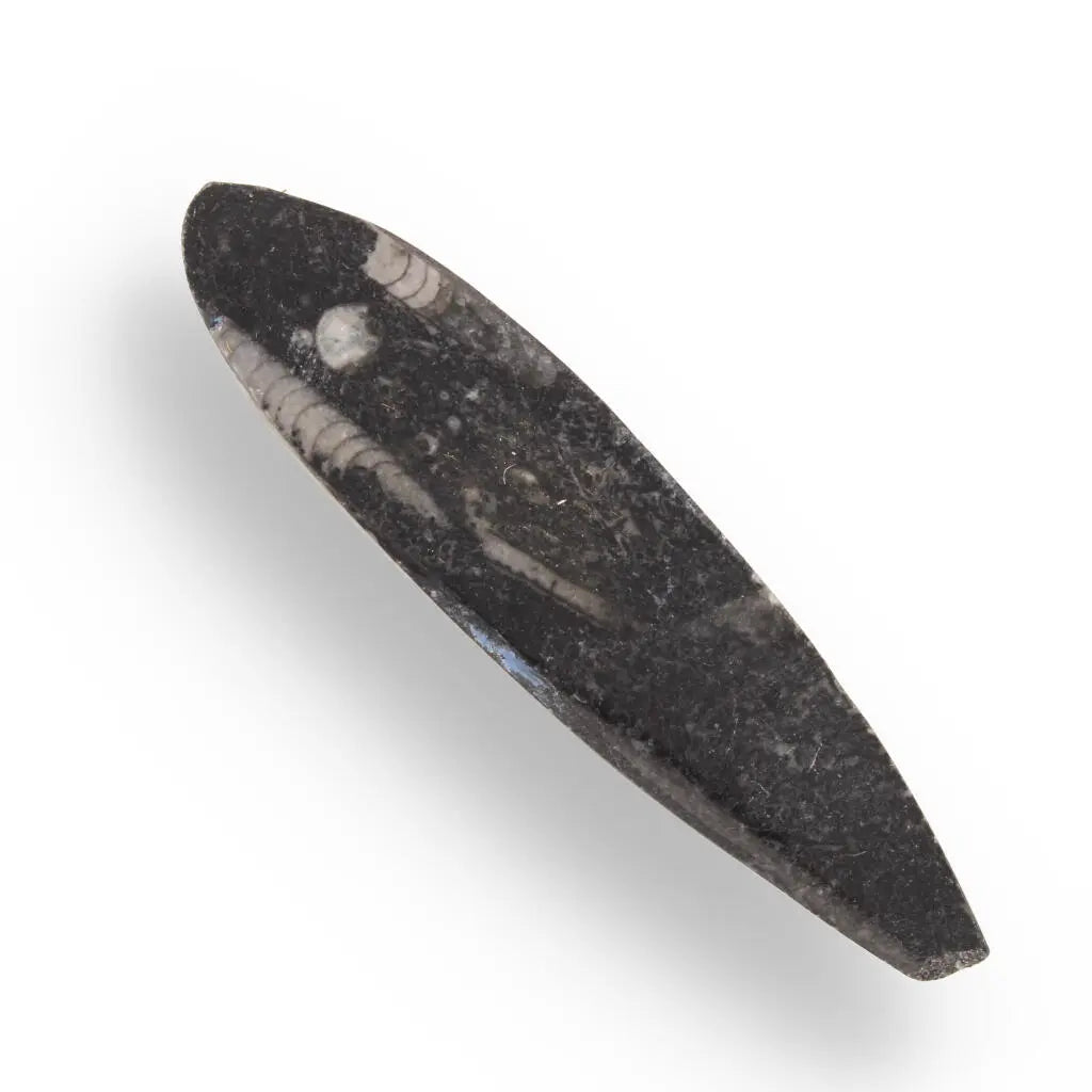 Buy your Mini Orthoceras: Pocket-Sized Paleo online now or in store at Forever Gems in Franschhoek, South Africa