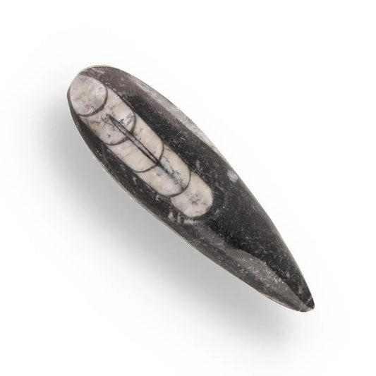 Buy your Ancient Cephalopod: Morocco Mini Orthoceras online now or in store at Forever Gems in Franschhoek, South Africa