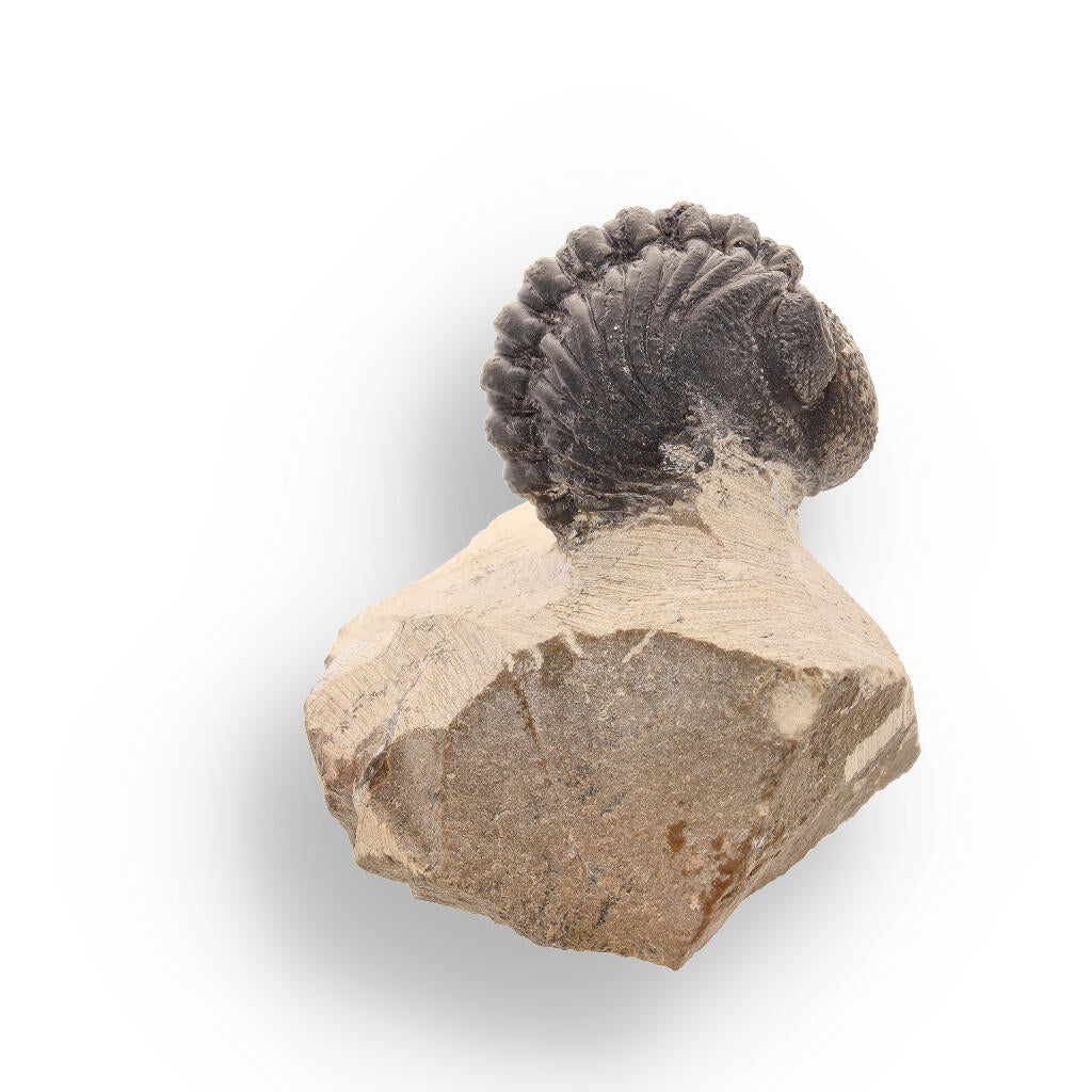 Timeless Traveler: Authentic Morocops Trilobite from Morocco