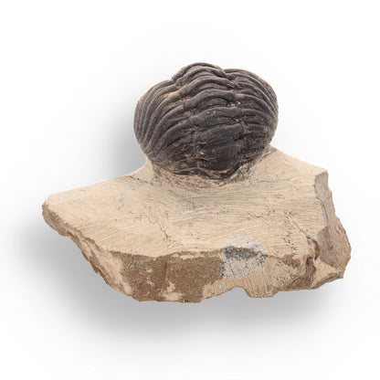 Timeless Traveler: Authentic Morocops Trilobite from Morocco