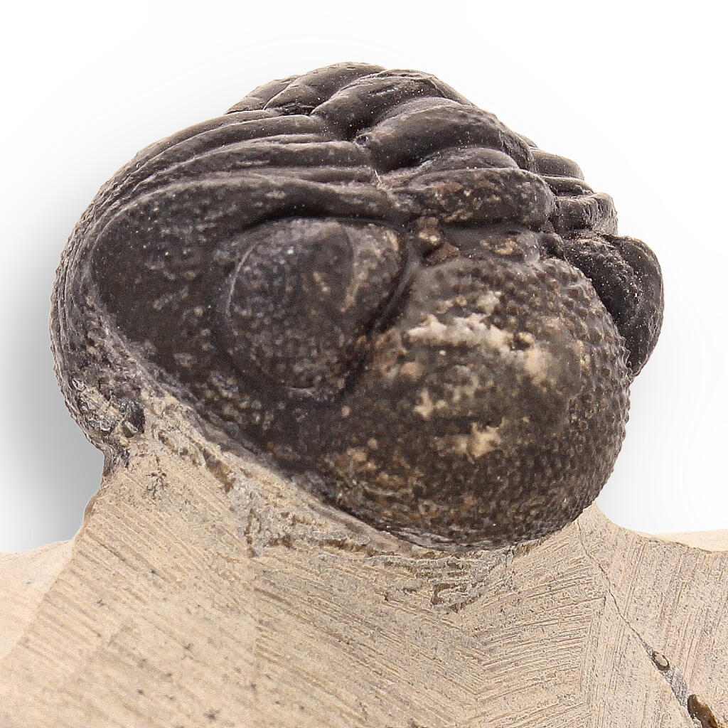 Timeless Traveler: Authentic Morocops Trilobite from Morocco