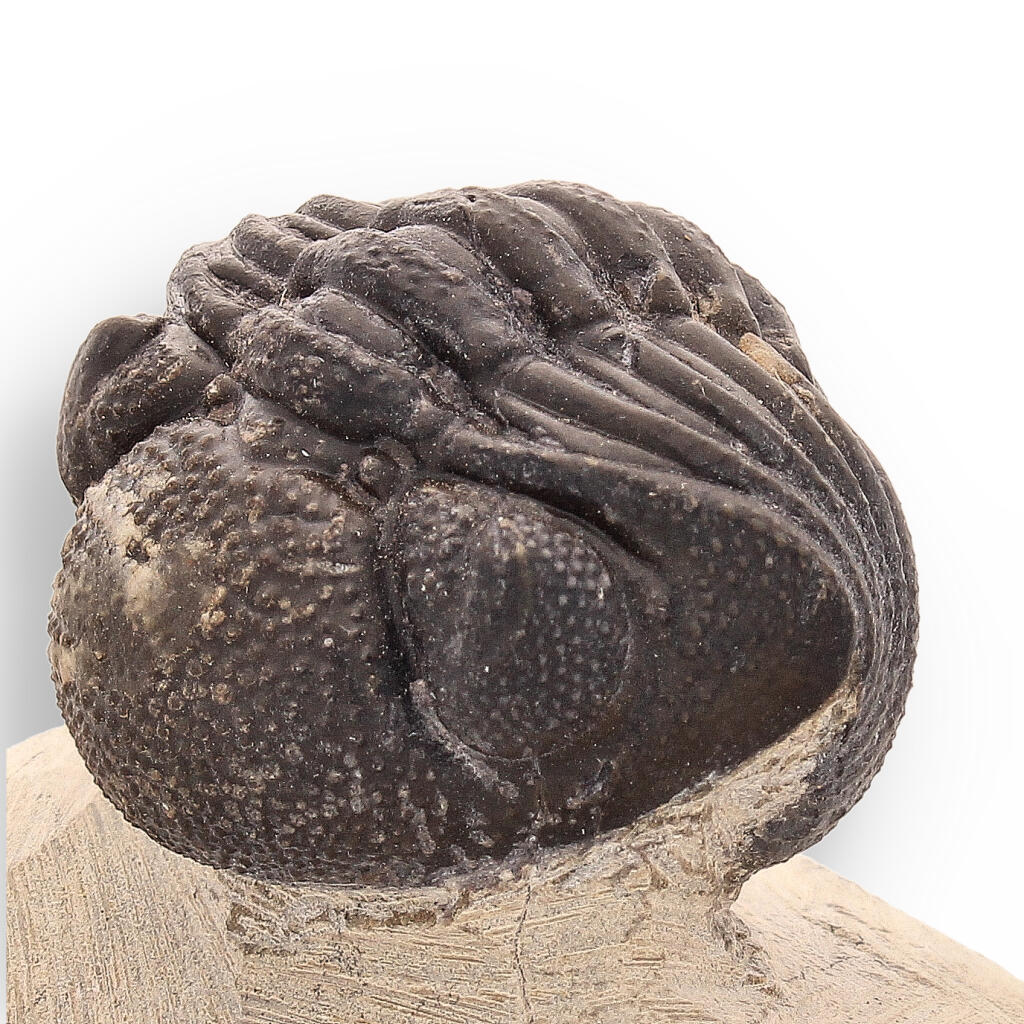 Timeless Traveler: Authentic Morocops Trilobite from Morocco