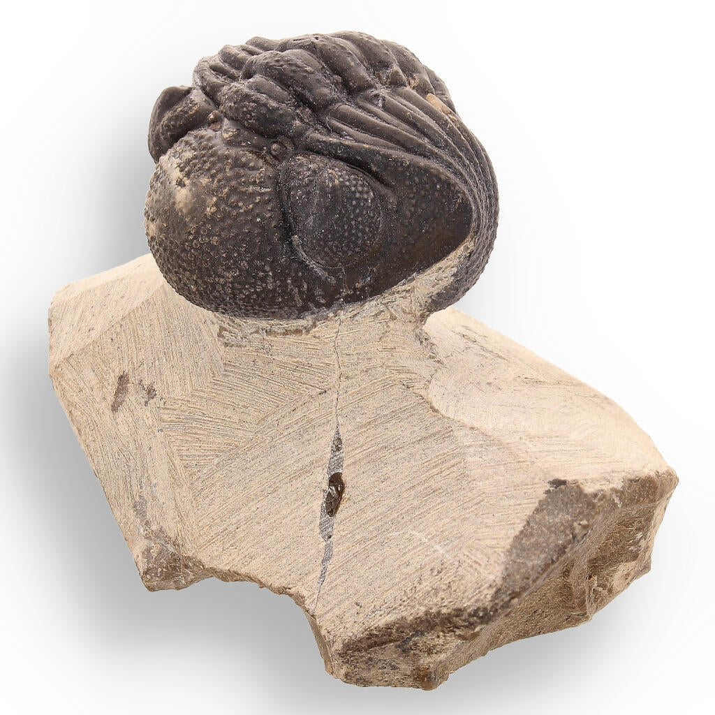 Timeless Traveler: Authentic Morocops Trilobite from Morocco